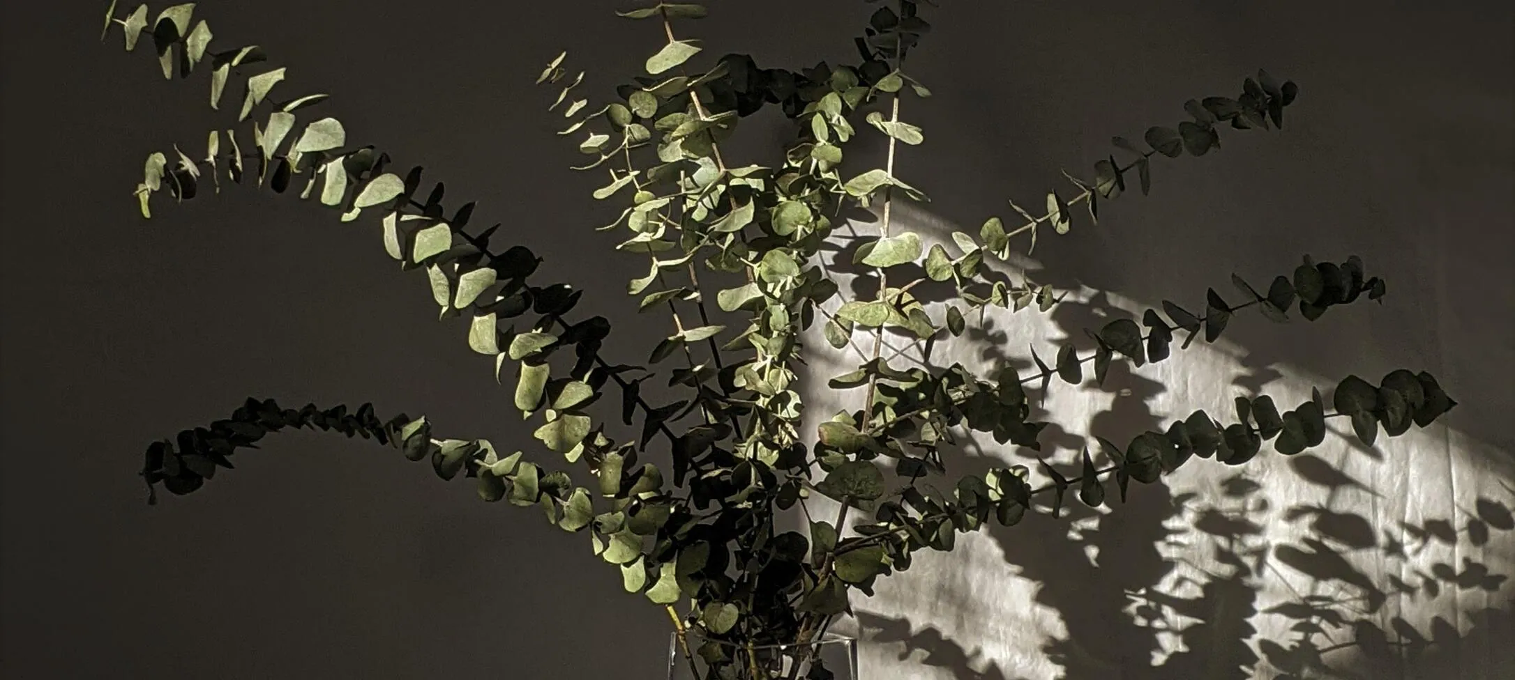 Eucalan 100mL Eucalyptus