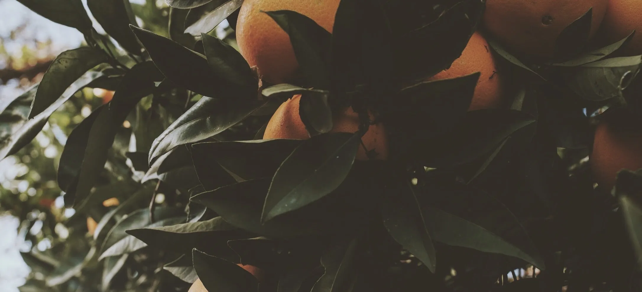 Eucalan 100mL Grapefruit